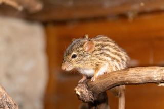 Crottes de souris : les reconnaître et nettoyer sans risque