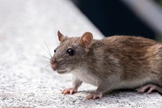 Souris ou rat : comment les différencier chez soi ?