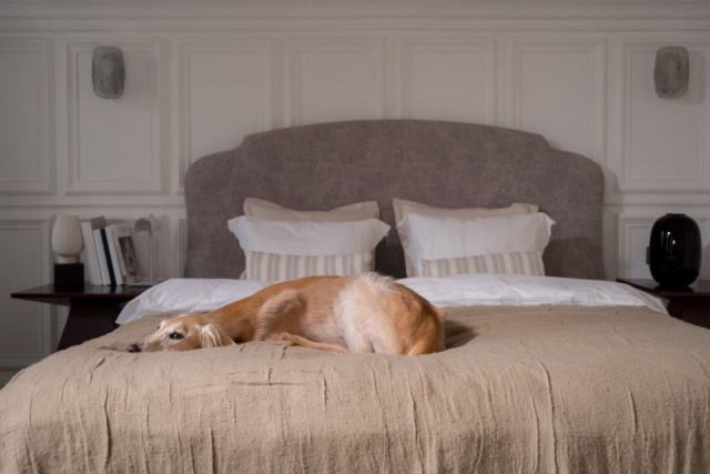 Chien renifleur punaises de lit : fiabilité et tarifs Chien renifleur punaises de lit : fiabilité et tarifs