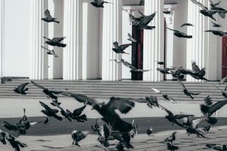 Répulsif pigeon : solutions efficaces pour éloigner les volatiles