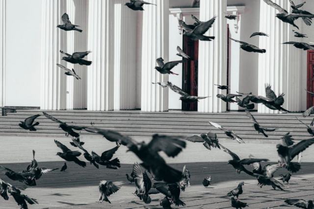 Quel répulsif pigeon choisir pour protéger un bâtiment ? Quel répulsif pigeon choisir pour protéger un bâtiment ?