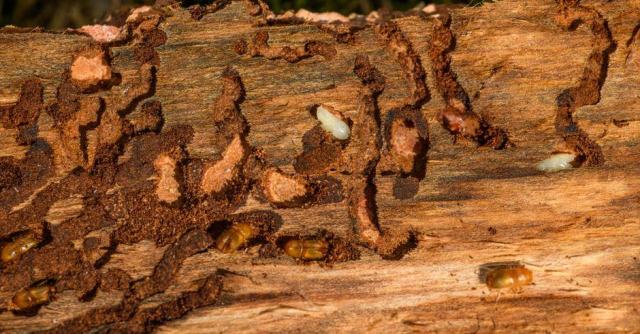 Termites dans la maison : diagnostic, traitement et prévention Termites dans la maison : diagnostic, traitement et prévention