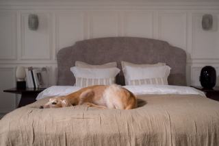 Détection punaises de lit par chien renifleur : efficacité