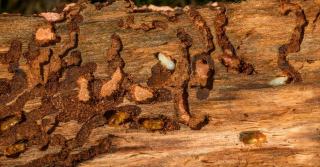 Traitement termites : protéger sa maison des insectes xylophages